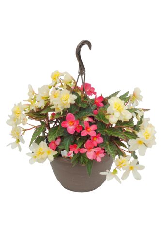 10" Deluxe Hanging Basket