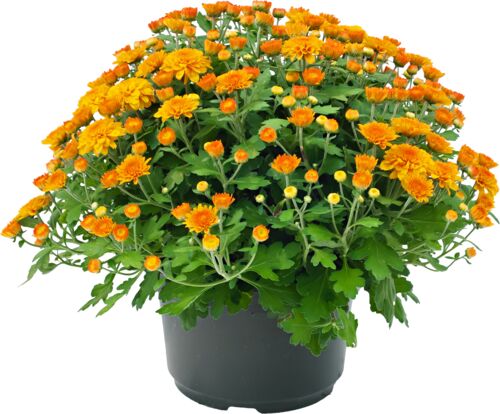 Assorted Fall Mums