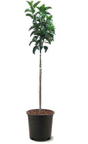 Golden Dorsett Apple Tree