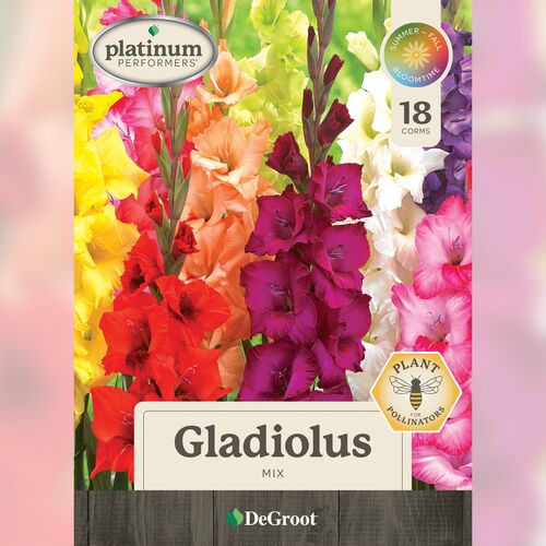 Gladiolus - Mix 18 Corms