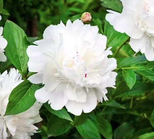 White Peony