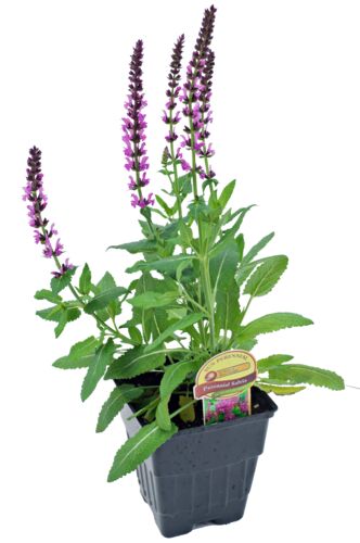 Quart Perennials