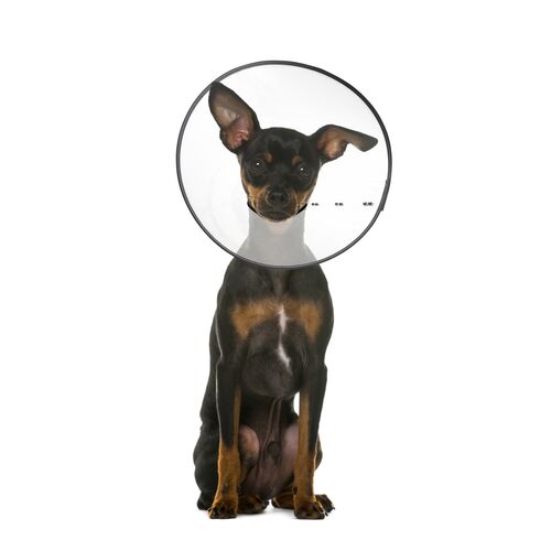 E-Clear Recovery Neck Collar for Dogs