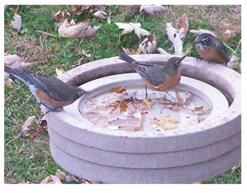 Floating BirdBath Raft