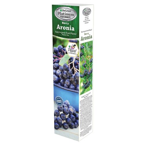 Aronia Berry Plant