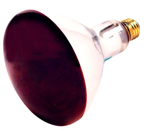 Red Heat Bulb 250W