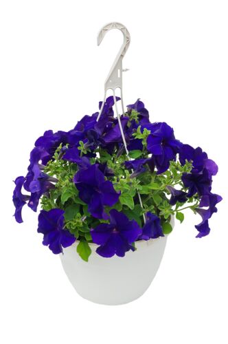 10" Standard Hanging Basket