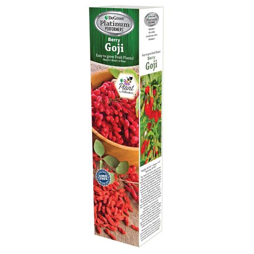 Goji Berry Super Fruit Plant