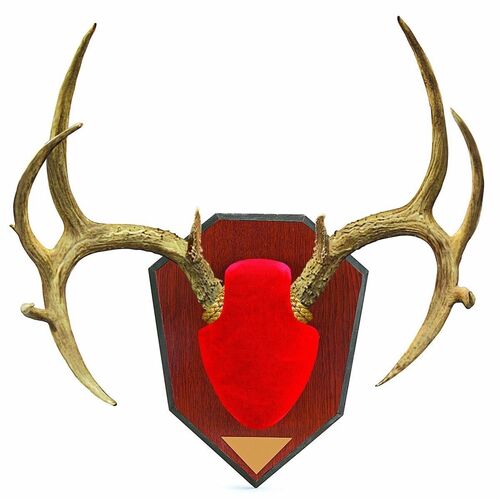 Mounting Kit W/ Skull Cover