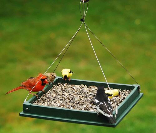Hanging Plastic Platform Feeder - Assorted colors