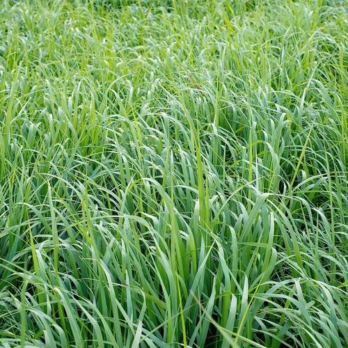 Brome Grass Seed - 25 lb Bag