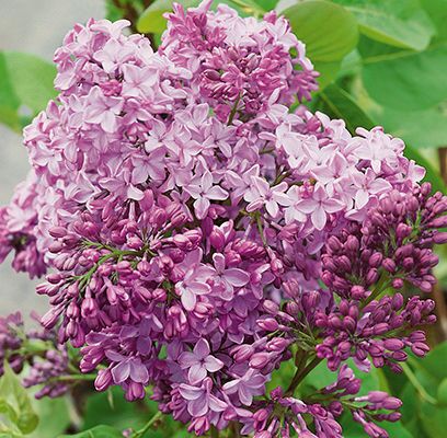 #2 Lilac