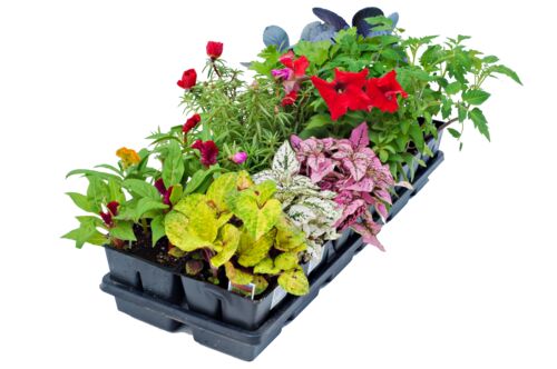 Mix & Match Annual Flowers and Vegetable Flat