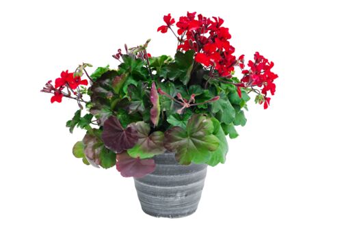 10" Patio Planter