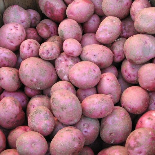 Pontiac Seed Potatoes - Sold in Bulk Per Pound