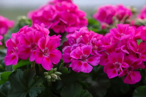5" Geranium