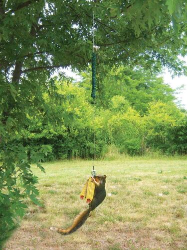 Squngee Deluxe Squirrel Feeder