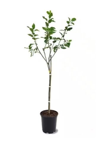 Golden Delicious Apple Tree