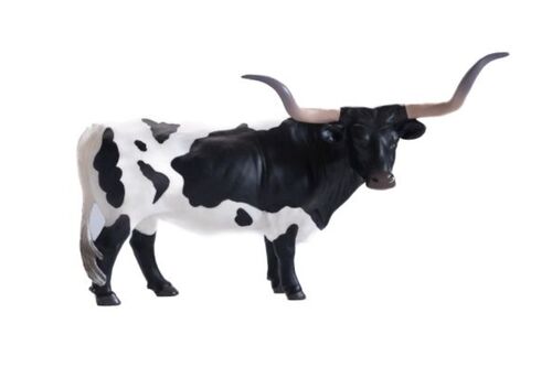 Texas Longhorn Steer Black and White