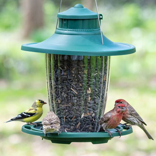 Large Lantern Bird Feeder