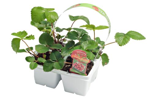 Strawberry 4 Pack