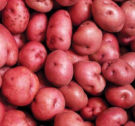Norland Seed Potatoes - Sold in Bulk Per Pound