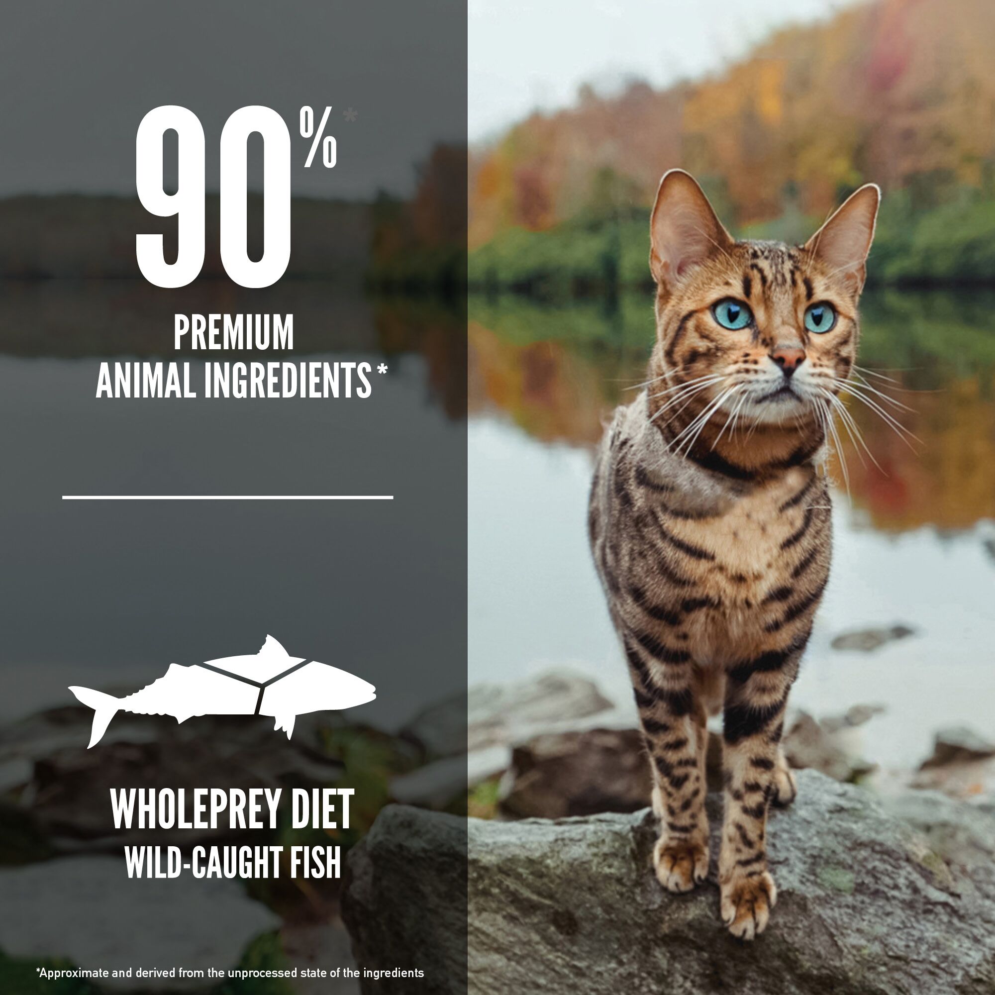 Six Fish Dry Cat Food