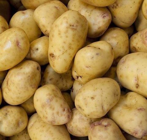Yukon Gold Seed Potatoes - Sold in Bulk Per Pound