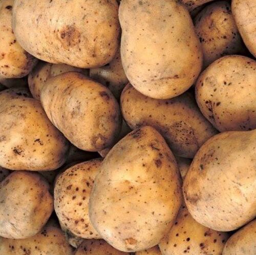 Kennebec Seed Potatoes - Sold in Bulk Per Pound