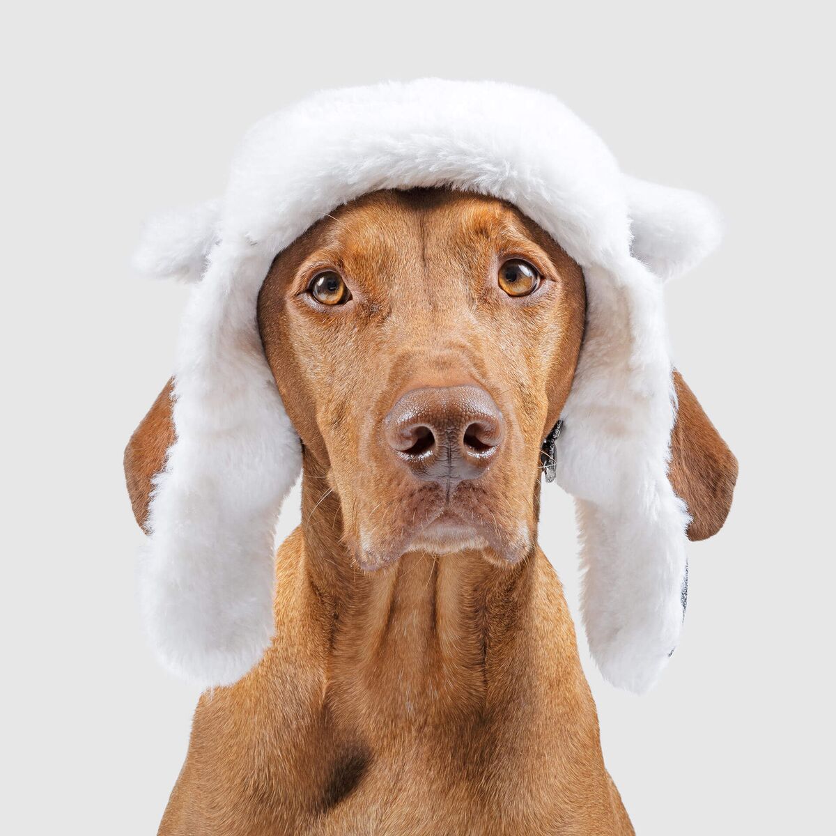 Arctic Air Hat for Dogs