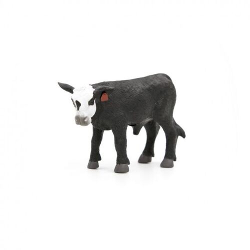 Black White Face Calf