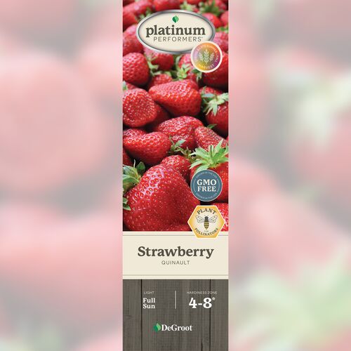 Strawberry - Quinault