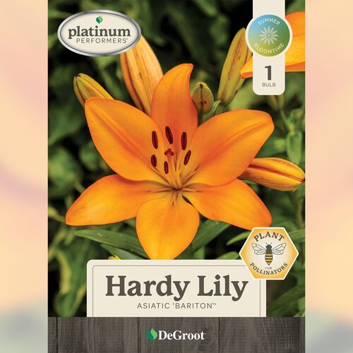Hardy Lily - Asiatic 'Bariton'