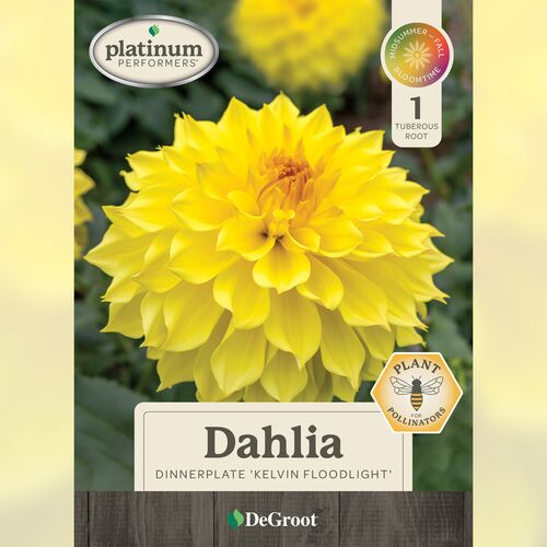 Dahlia - Dinnerplate 'Kevin Floodlight'