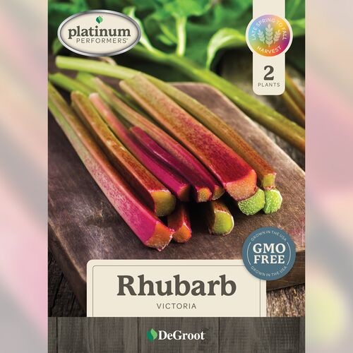 Rhubarb  - 'Victoria'  3 Plants