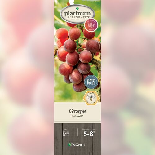Grape - Catawba