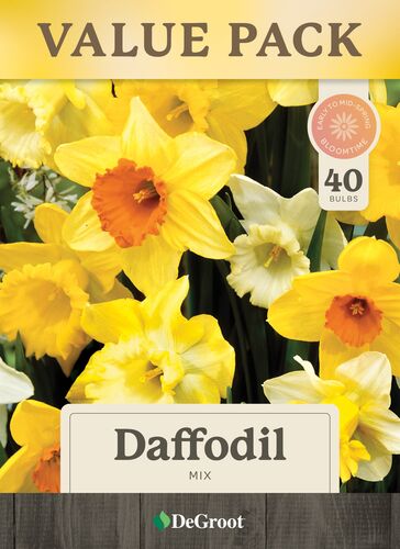 Daffodil Mix - 40 Bulbs