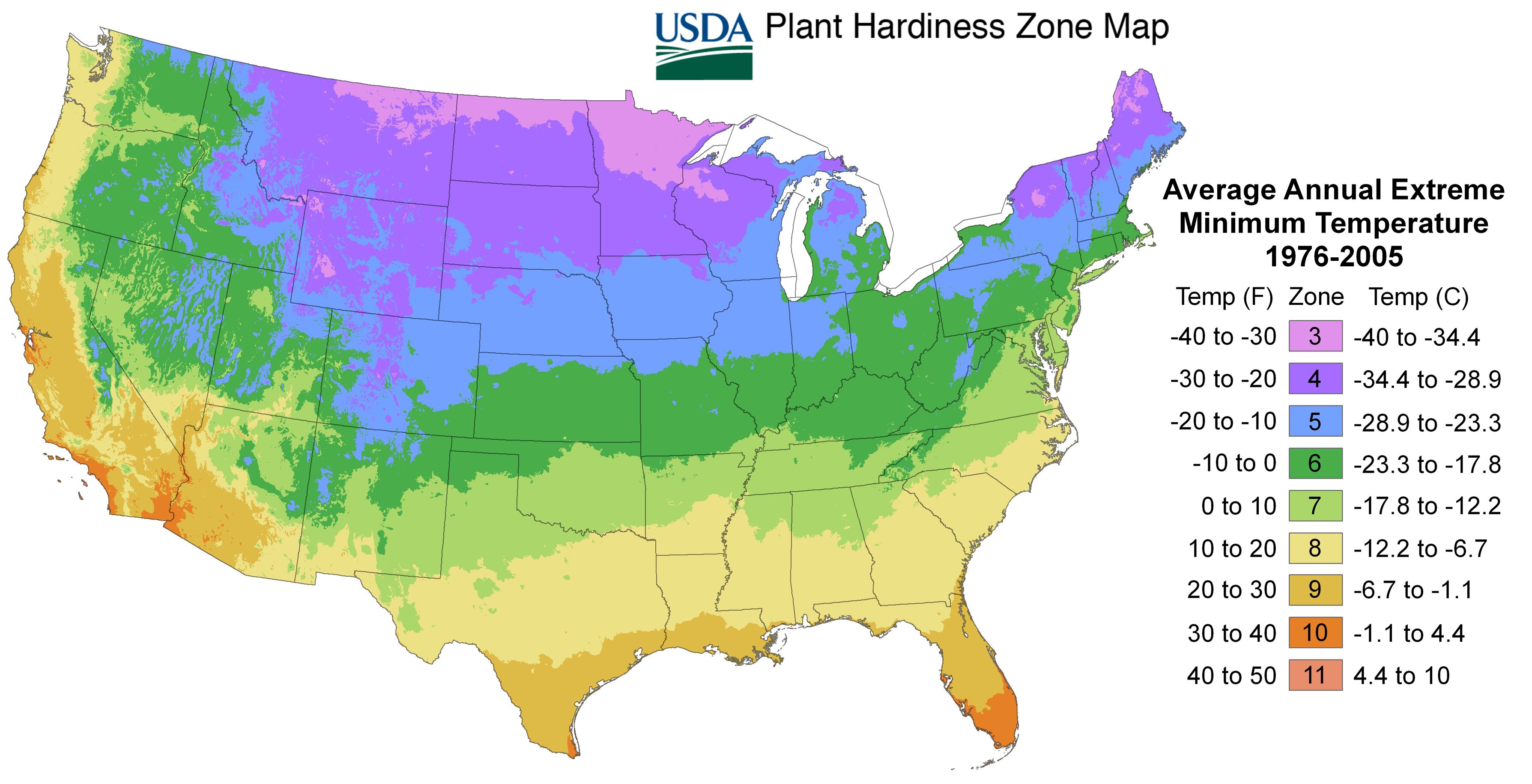 DeGroot Onion Red 'Karmen' 80 Sets