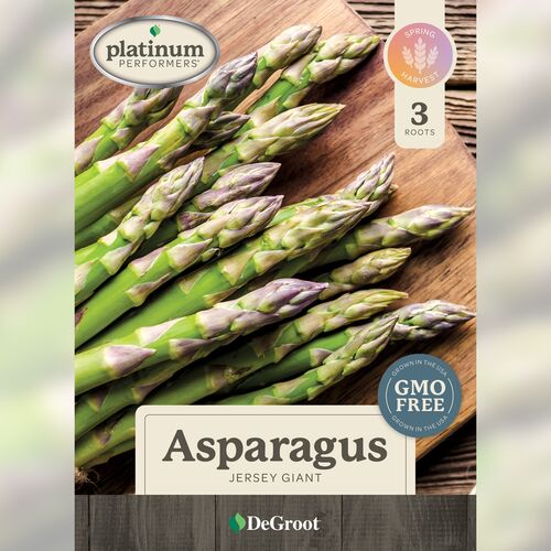 DeGroot Asparagus Jersey Giant 6 Roots