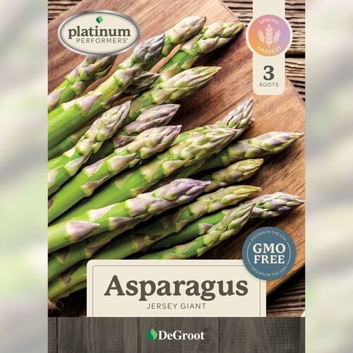 Asparagus - Jersey Giant 6 Roots