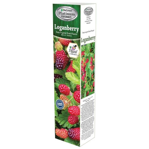 Loganberry Plant