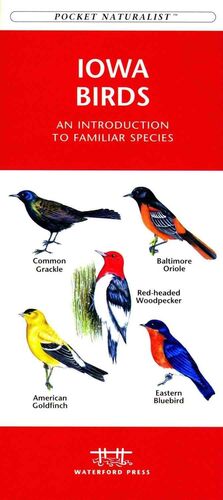 Iowa Birds: An Introduction To Familiar Species