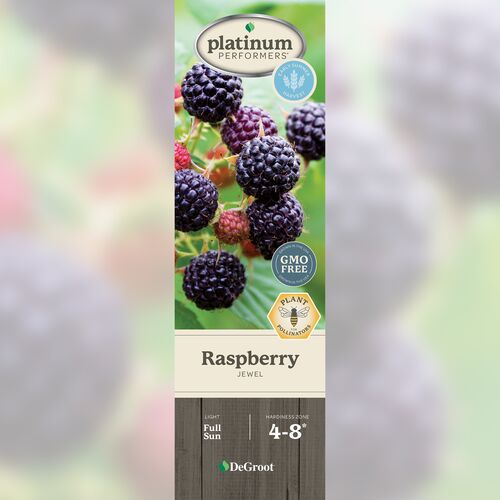 Raspberry - Black Jewel