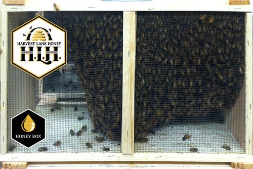 Italian Bees with Queen - 3 lbs