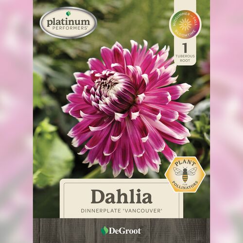 Dinnerplate Dahlia - 'Vancouver' 1 Tuberous Root