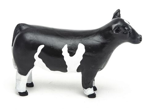 Champion Show Steer in Black/White