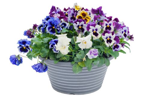 10" Pansy Planter