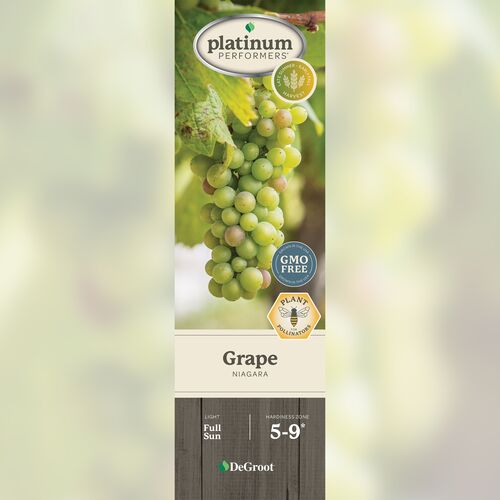 Grape - Niagara
