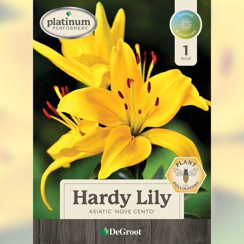 Hardy Lily - Asiatic 'Nove Cento'