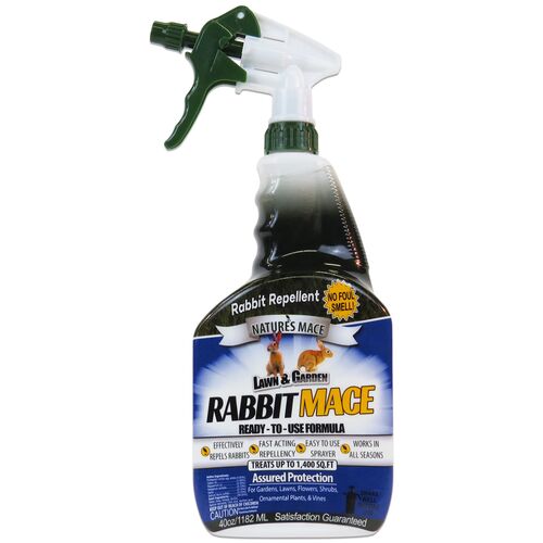 Rabbit Mace